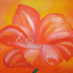 Amaryllis